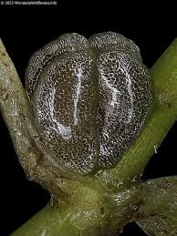 Attēlu rezultāti vaicājumam “Callitriche verna flower”