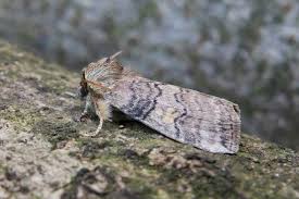 Attēlu rezultāti vaicājumam “Tethea or”