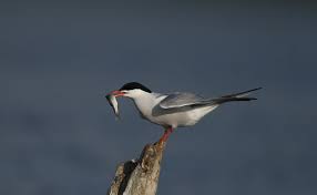 Attēlu rezultāti vaicājumam “Sterna hirundo”