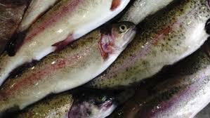 Image result for Oncorhynchus kisutch