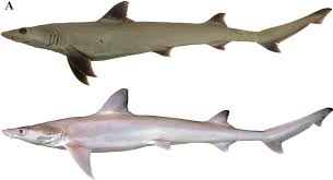 Image result for Paragaleus pectoralis