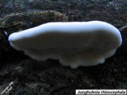 Attēlu rezultāti vaicājumam “Junghuhnia collabens”