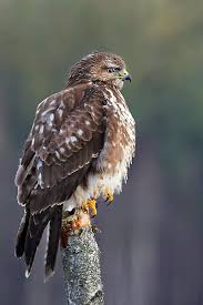 Attēlu rezultāti vaicājumam “Buteo buteo”