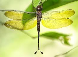 Attēlu rezultāti vaicājumam “Aeshnidae”