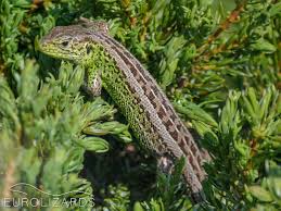 Attēlu rezultāti vaicājumam “Lacerta agilis female”