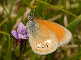 Attēlu rezultāti vaicājumam “Coenonympha hero underside”