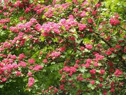 Attēlu rezultāti vaicājumam “Crataegus laevigata”