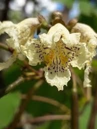 Attēlu rezultāti vaicājumam “Catalpa ovata flower”