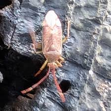 Attēlu rezultāti vaicājumam “Pantilius tunicatus”