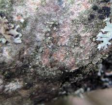 Attēlu rezultāti vaicājumam “Scoliciosporum chlorococcum”