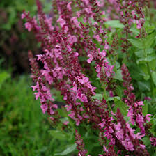Attēlu rezultāti vaicājumam “Salvia nemorosa flower”