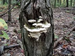 Attēlu rezultāti vaicājumam “Oxyporus”