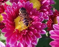 Image result for Chrysanthemum spectabile