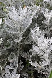 Image result for Cineraria maritima