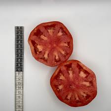 Afbeeldingsresultaat voor erdie family oxheart tomato