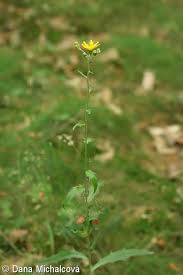 Attēlu rezultāti vaicājumam “Hieracium laevigatum”