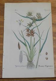 Attēlu rezultāti vaicājumam “Cyperus fuscus”