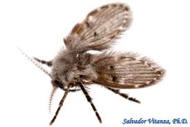 Attēlu rezultāti vaicājumam “Psychodidae”