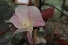 Attēlu rezultāti vaicājumam “Antrodia gossypium”