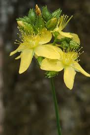 Attēlu rezultāti vaicājumam “Hypericum maculatum flower”