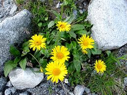 Attēlu rezultāti vaicājumam “Arnica montana”