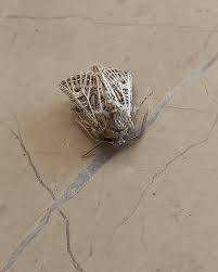 Attēlu rezultāti vaicājumam “Tholera decimalis”