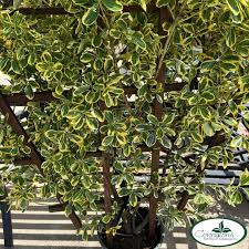 Attēlu rezultāti vaicājumam “Euonymus”