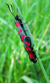 Attēlu rezultāti vaicājumam “Zygaena sp.”