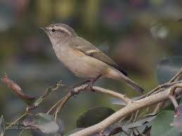 Image result for Phylloscopus humei