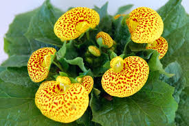 Image result for Calceolaria