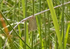 Attēlu rezultāti vaicājumam “Aphelia paleana larva”
