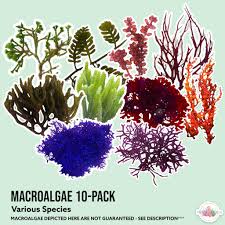 Attēlu rezultāti vaicājumam “Lycogala asperum macro”