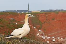 Image result for Morus bassanus