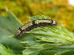 Attēlu rezultāti vaicājumam “Eilema depressa”