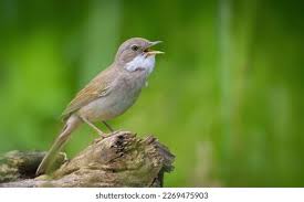 Attēlu rezultāti vaicājumam “Sylvia communis adult”