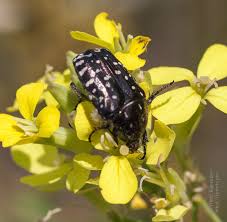 Attēlu rezultāti vaicājumam “Oxythyrea funesta imago”