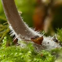 Attēlu rezultāti vaicājumam “Mycena abramsii”