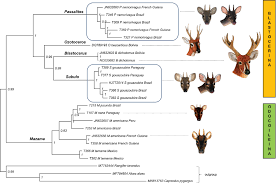 Attēlu rezultāti vaicājumam “Diderma roanense macro”