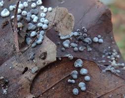 Attēlu rezultāti vaicājumam “Didymium difforme”