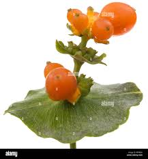 Attēlu rezultāti vaicājumam “Lonicera caprifolium fruit”