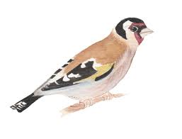 Attēlu rezultāti vaicājumam “Carduelis carduelis”