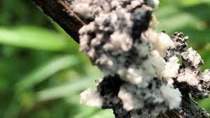 Attēlu rezultāti vaicājumam “Brefeldia maxima plasmodium”