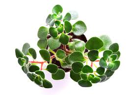 Image result for Aichryson