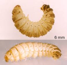 Attēlu rezultāti vaicājumam “Adaina microdactyla”