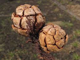 Attēlu rezultāti vaicājumam “Taxodium distichum”