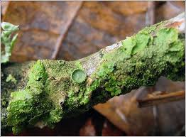 Attēlu rezultāti vaicājumam “Melanohalea exasperata”