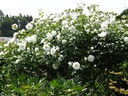 「アイスバーグ」の画像検索結果