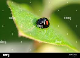 Attēlu rezultāti vaicājumam “Chilocorus renipustulatus”