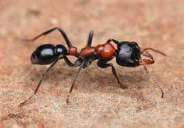 Attēlu rezultāti vaicājumam “Formicidae”