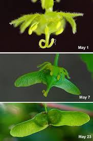 Attēlu rezultāti vaicājumam “Acer campestre flower”